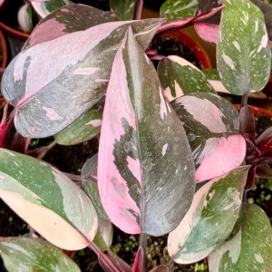Pink Princess Philodendron Live Plant - 4 inch Pot - Variegated Tropical Houseplant - Image 1
