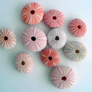 Pink Sea Urchin Shell Decor - 1-3 inch Air Plant Holder & Seashell Accent - Image 2