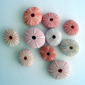 Pink Sea Urchin Shell Decor - 1-3 inch Air Plant Holder & Seashell Accent - Image 3