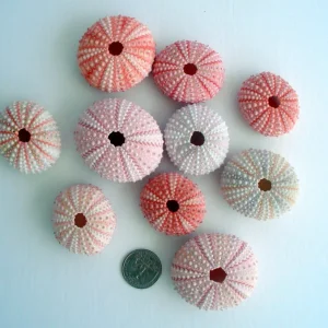 Pink Sea Urchin Shell Decor - 1-3 inch Air Plant Holder & Seashell Accent - Image 4