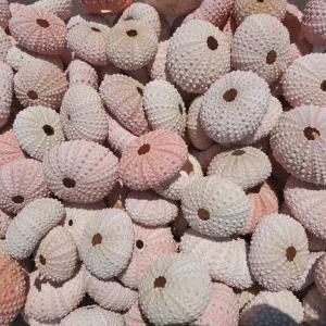 Pink Sea Urchin Shell Decor - 1-3 inch Air Plant Holder & Seashell Accent - Image 1