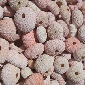Pink Sea Urchin Shell Decor - 1-3 inch Air Plant Holder & Seashell Accent - Image 5
