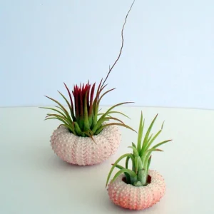 Pink Sea Urchin Shell Decor - 1-3 inch Air Plant Holder & Seashell Accent - Image 6