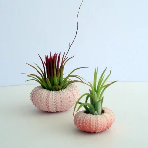 Pink Sea Urchin Shell Decor - 1-3 inch Air Plant Holder & Seashell Accent - Image 7