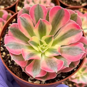 Pink Witch Aeonium Live Plant – Rare Succulent – 4 inch Pot – Indoor/Outdoor - Image 3