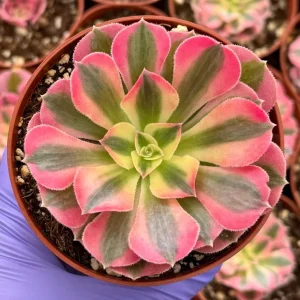 Pink Witch Aeonium Live Plant – Rare Succulent – 4 inch Pot – Indoor/Outdoor - Image 1