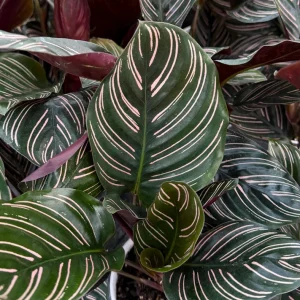 Pinstripe Calathea Ornata Live Houseplant 4 inch Pot Indoor Tropical - Image 2