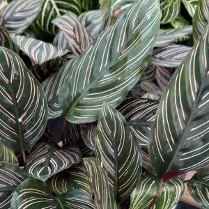 Pinstripe Calathea Ornata Live Houseplant 4 inch Pot Indoor Tropical - Image 3