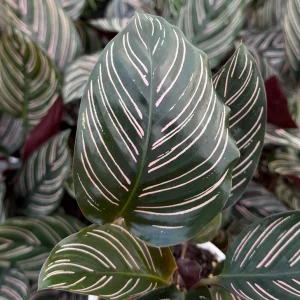 Pinstripe Calathea Ornata Live Houseplant 4 inch Pot Indoor Tropical - Image 1
