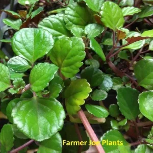 Plectranthus Swedish Ivy Purple Trailing Live Plant 3.25 inch Pot Indoor/Outdoor - Image 2