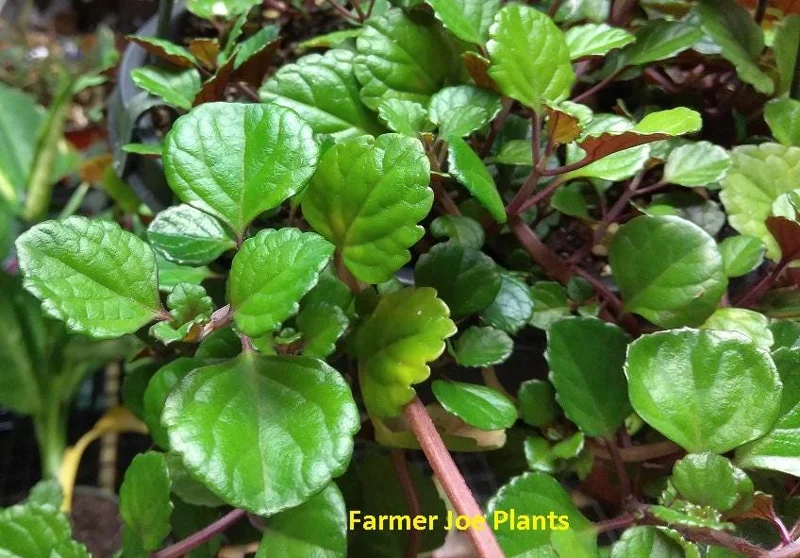 Plectranthus Swedish Ivy Purple Trailing Live Plant 3.25 inch Pot Indoor/Outdoor - Image 2