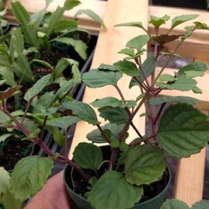 Plectranthus Swedish Ivy Purple Trailing Live Plant 3.25 inch Pot Indoor/Outdoor - Image 3