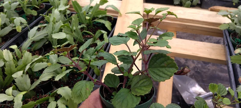Plectranthus Swedish Ivy Purple Trailing Live Plant 3.25 inch Pot Indoor/Outdoor - Image 3