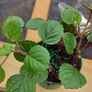 Plectranthus Swedish Ivy Purple Trailing Live Plant 3.25 inch Pot Indoor/Outdoor - Image 4