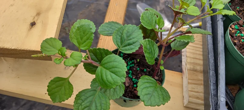 Plectranthus Swedish Ivy Purple Trailing Live Plant 3.25 inch Pot Indoor/Outdoor - Image 4