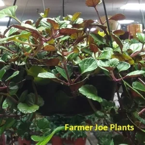 Plectranthus Swedish Ivy Purple Trailing Live Plant 3.25 inch Pot Indoor/Outdoor - Image 1