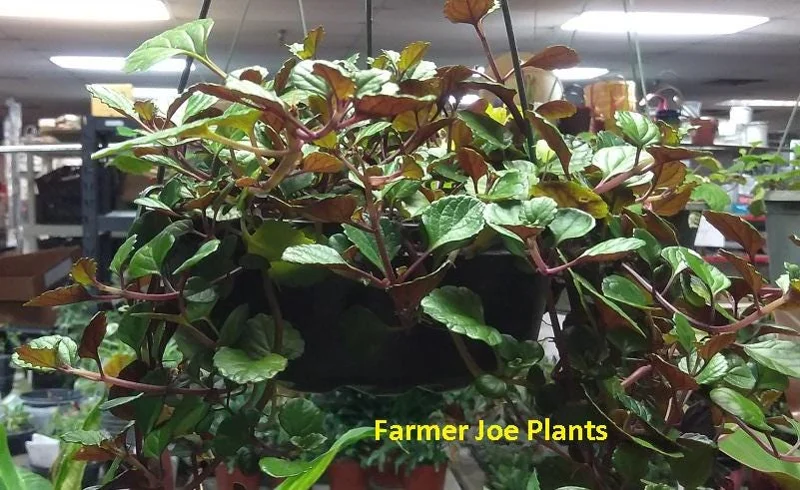 Plectranthus Swedish Ivy Purple Trailing Live Plant 3.25 inch Pot Indoor/Outdoor - Image 1