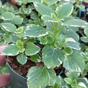 Plectranthus Swedish Ivy White Variegated Mint - Live Plant 3.25" Pot - Image 2
