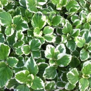 Plectranthus Swedish Ivy White Variegated Mint - Live Plant 3.25" Pot - Image 1