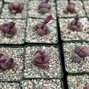 Pleiospilos Royal Flush Succulent Live Plant - Purple Living Stone - 2.5 inch Pot - Image 2
