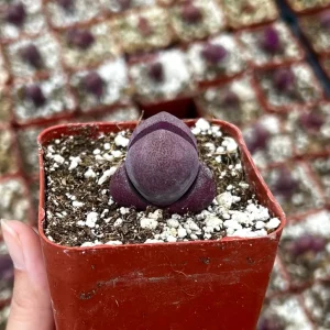 Pleiospilos Royal Flush Succulent Live Plant - Purple Living Stone - 2.5 inch Pot - Image 3