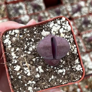 Pleiospilos Royal Flush Succulent Live Plant - Purple Living Stone - 2.5 inch Pot - Image 5