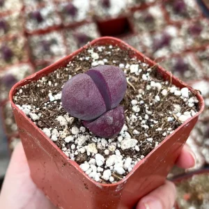 Pleiospilos Royal Flush Succulent Live Plant - Purple Living Stone - 2.5 inch Pot - Image 1