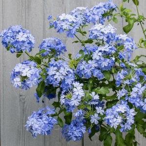 Plumbago Imperial Blue Live Plants – 2-Pack, 4-6 Inches Tall, Sky-Blue Flowers - Image 3