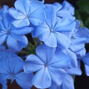 Plumbago Imperial Blue Live Plants – 3 Pack, 4-6 Inches Tall, Long-Blooming Sky-Blue Flowers - Image 3