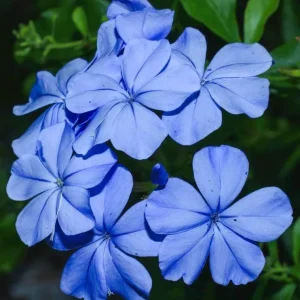 Plumbago Imperial Blue Live Plants – 3 Pack, 4-6 Inches Tall, Long-Blooming Sky-Blue Flowers - Image 1