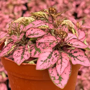 Polka Dot Plant Live Plant – Hypoestes Phyllostachya – 2 inch to 4 inch Pot – Indoor Foliage Houseplant - Image 2