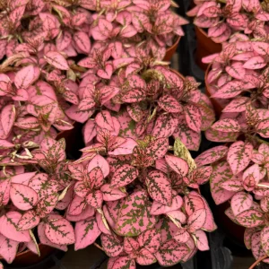 Polka Dot Plant Live Plant – Hypoestes Phyllostachya – 2 inch to 4 inch Pot – Indoor Foliage Houseplant - Image 3