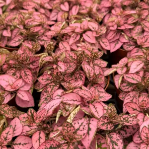 Polka Dot Plant Live Plant – Hypoestes Phyllostachya – 2 inch to 4 inch Pot – Indoor Foliage Houseplant - Image 4