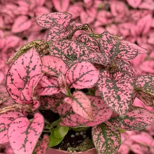 Polka Dot Plant Live Plant – Hypoestes Phyllostachya – 2 inch to 4 inch Pot – Indoor Foliage Houseplant - Image 5