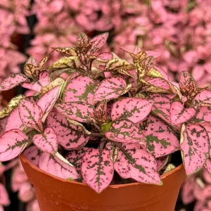 Polka Dot Plant Live Plant – Hypoestes Phyllostachya – 2 inch to 4 inch Pot – Indoor Foliage Houseplant - Image 1