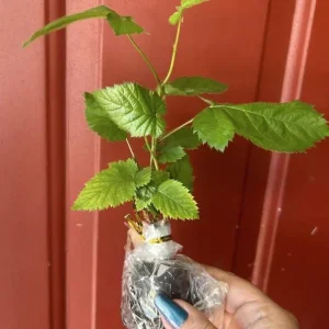 Ponca Thornless Blackberry Live Plant - 2 Pack Starter Plants, 4-6 inch, Cold Hardy Zones 5-9 - Image 2
