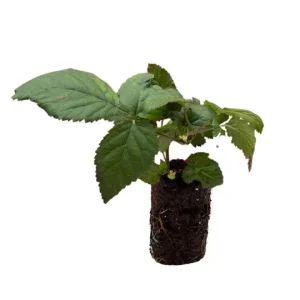 Ponca Thornless Blackberry Live Plant - 2 Pack Starter Plants, 4-6 inch, Cold Hardy Zones 5-9 - Image 4