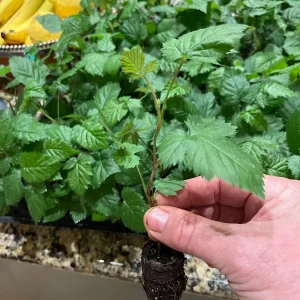Ponca Thornless Blackberry Live Plant - 2 Pack Starter Plants, 4-6 inch, Cold Hardy Zones 5-9 - Image 5