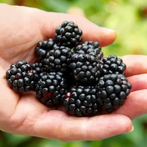Ponca Thornless Blackberry Live Plant - 2 Pack Starter Plants, 4-6 inch, Cold Hardy Zones 5-9 - Image 1