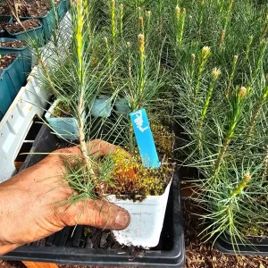 Ponderosa Pine Tree Live Plant – 2-Pack in 3" Pots – Conifer Evergreen for Outdoor - Image 1