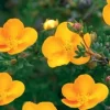 Potentilla Fruticosa 'Tangerine' Live Plant - Shrubby Cinquefoil Bush - 5-7 Inch Starter - Image 1