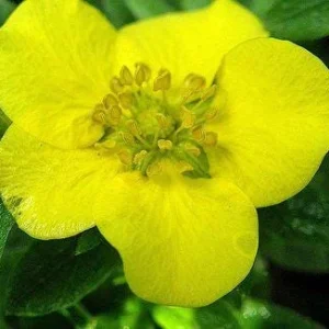 Potentilla Fruticosa 'Tangerine' Live Plant - Shrubby Cinquefoil Bush - 5-7 Inch Starter - Image 2