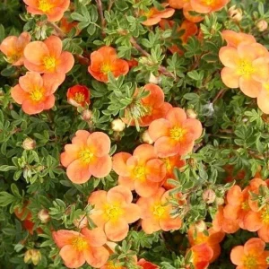 Potentilla 'Orangeade' Shrubby Cinquefoil Live Plant – 5-7 Inch Starter – Outdoor Shrub - Image 1