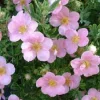 Potentilla Pink Beauty Live Plant - Shrubby Cinquefoil - Starter, 5-7 Inch, Outdoor - Image 1