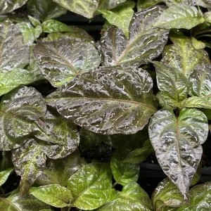 Primotali Red Super Hot Pepper Live Plants - 3 Pack, 75+ Days Old, 6-12 inches Tall - Image 2