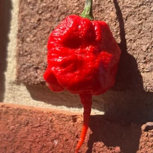 Primotali Red Super Hot Pepper Live Plants - 3 Pack, 75+ Days Old, 6-12 inches Tall - Image 3