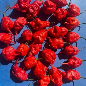 Primotali Red Super Hot Pepper Live Plants - 3 Pack, 75+ Days Old, 6-12 inches Tall - Image 4