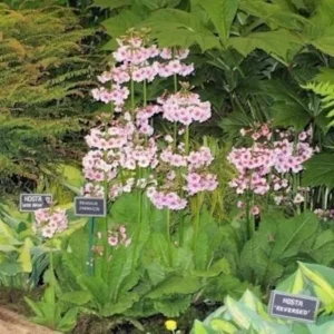 Primula Japonica Mix Live Plant - Candelabra Primrose - Starter Plant, 2.5x3.5in Pot, Outdoor - Image 1