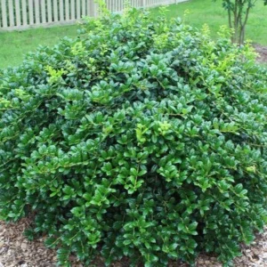 - Image 2