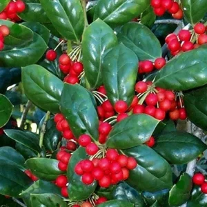 - Image 1